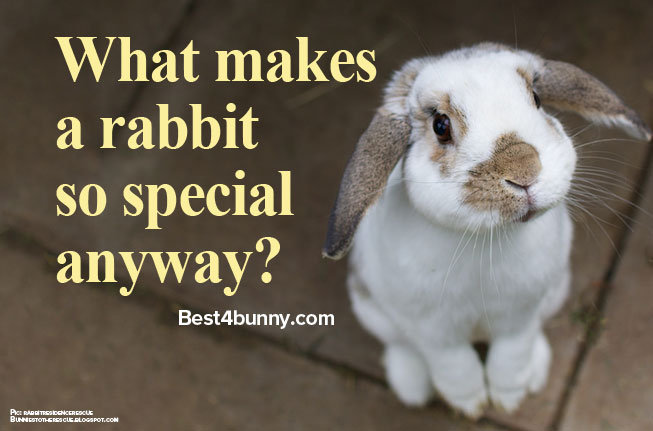 What's so special about rabbits anyway? - Best4Bunny