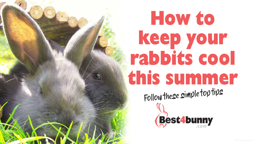 Cool Rabbit