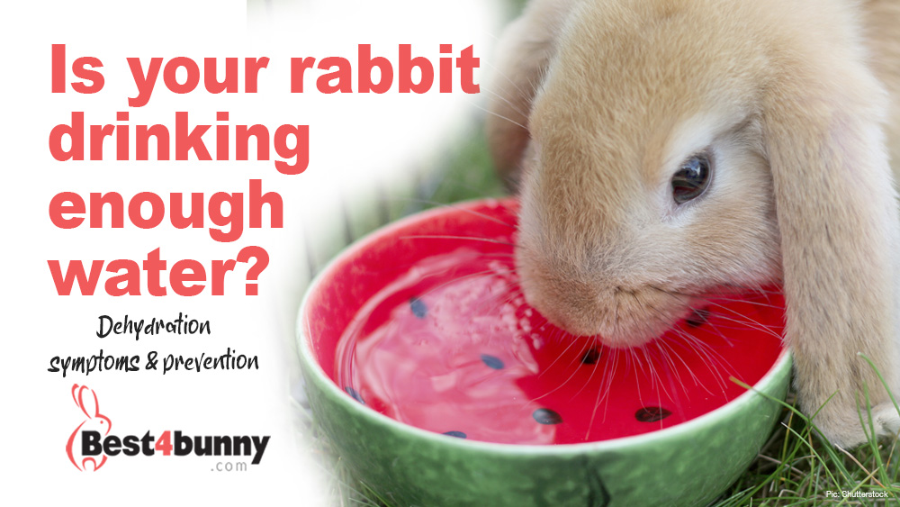 Is your rabbit drinking enough water? Dehydration in rabbits- symptoms