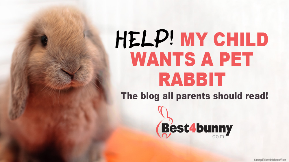 Rabbit Facts, Diet, Behavior, Uses Worksheets & Information For Kids