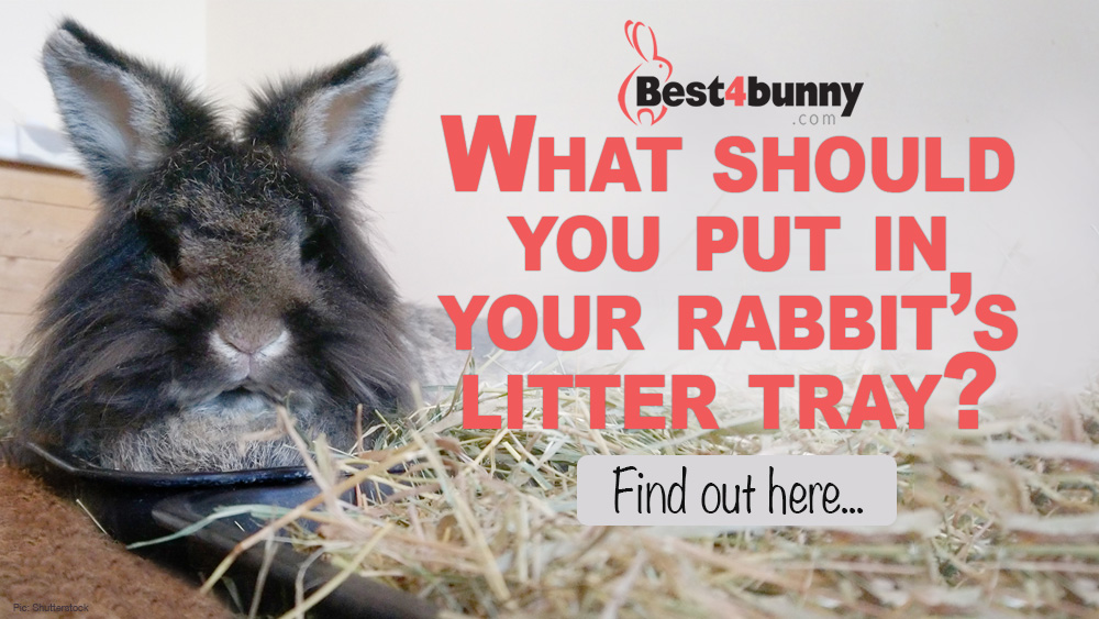 Litter Box Training: Everything You Should Know