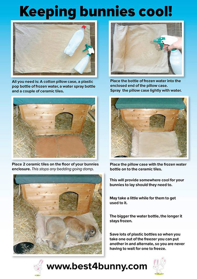 How to keep rabbits cool in summer simple top tips Best4Bunny