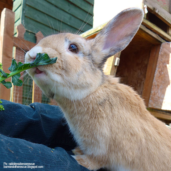 Munching bunny : r/Rabbits